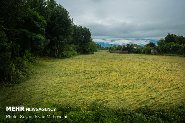 خسارات سیل به شالیزار های رشت و رودسر