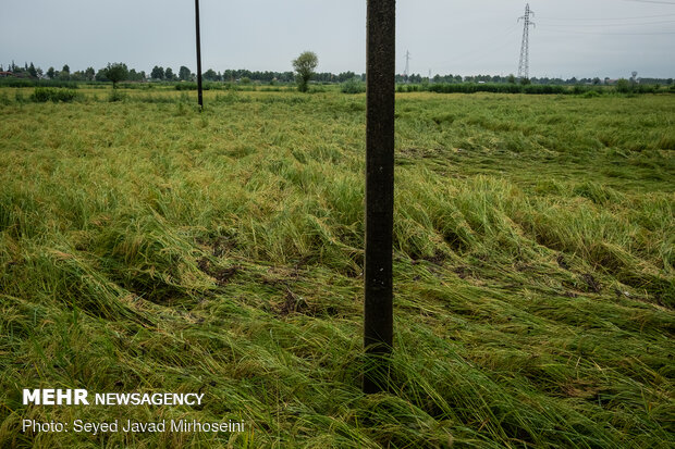 خسارات سیل به شالیزار های رشت و رودسر