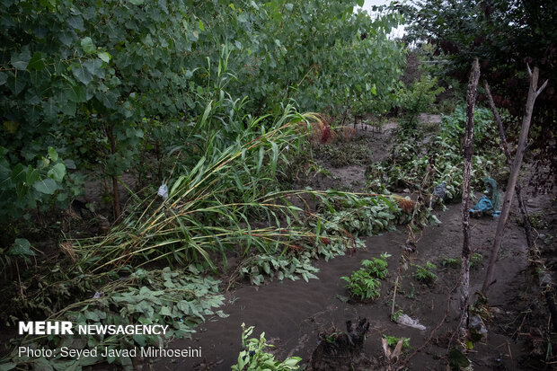 خسارات سیل به شالیزار های رشت و رودسر