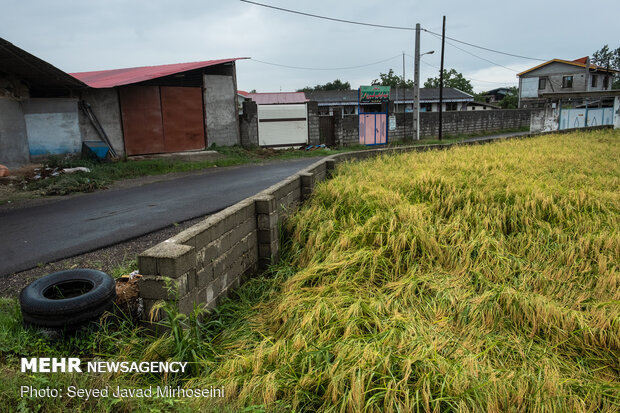 خسارات سیل به شالیزار های رشت و رودسر