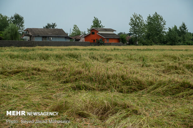 خسارات سیل به شالیزار های رشت و رودسر