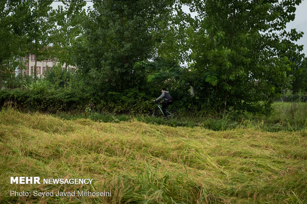 خسارات سیل به شالیزار های رشت و رودسر