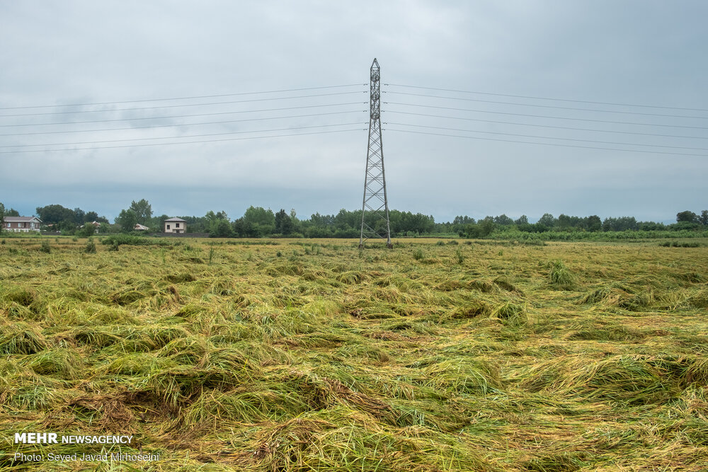 رشت میں دھان کے کھیتوں کوبارش کی وجہ سے شدید نقصان