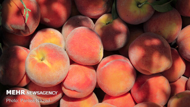 نذر میوه در عید غدیر - شهرکرد