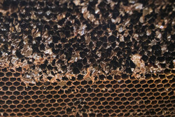 تولید عسل در استان بوشهر ۲۰ درصد افزایش می‌یابد