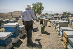 تولید سالانه ۱۵ هزار تن عسل در آذربایجان‌شرقی