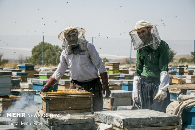 Honey extraction in Daryan
