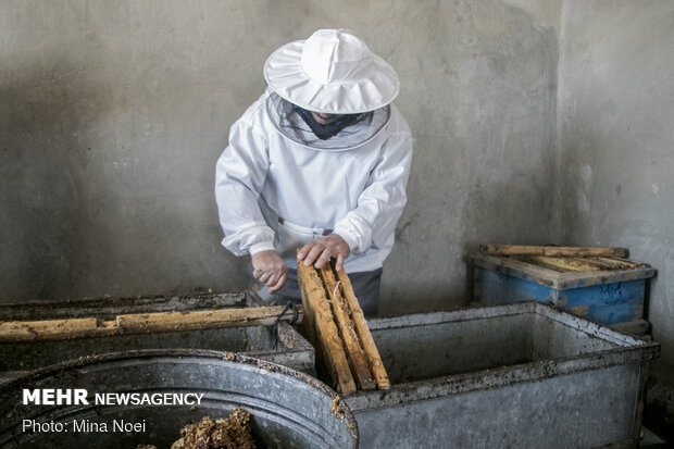 Honey extraction in Daryan
