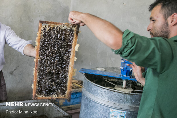 Honey extraction in Daryan
