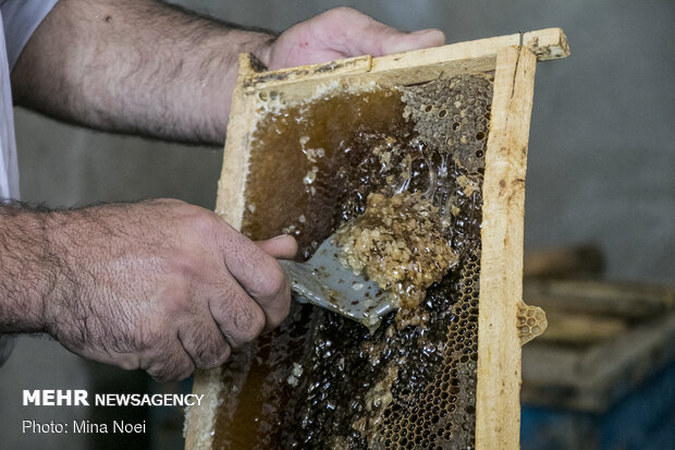 برداشت عسل در منطقه دریان شبستر