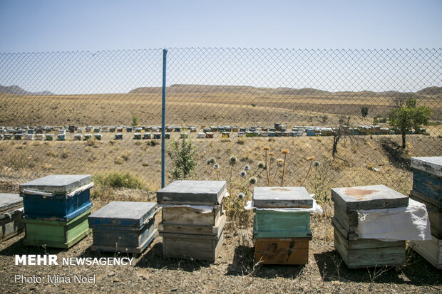 Honey extraction in Daryan
