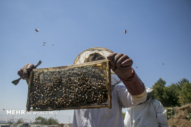 برداشت عسل در منطقه دریان شبستر