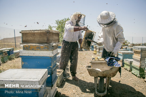 Honey extraction in Daryan
