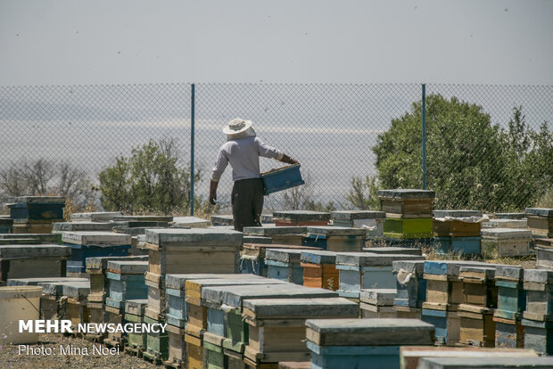 Honey extraction in Daryan
