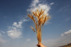 بیش از ۹۸ درصد از مطالبات گندم کاران خراسان شمالی پرداخت شده است