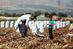 İran’da patates hasadı