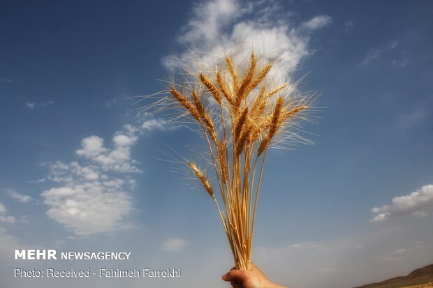 خرید تضمینی ۳۲ هزار تن گندم از کشاورزان خراسان شمالی