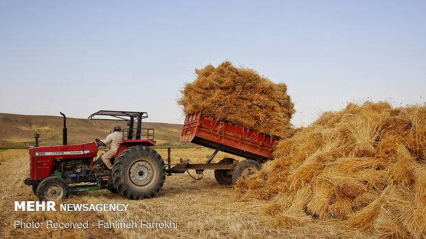 فصل برداشت خوشه‌های طلایی - اسفراین