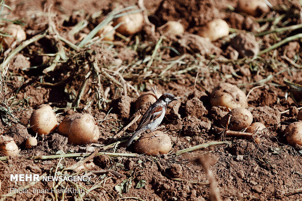 Potato harvest in Hamedan province