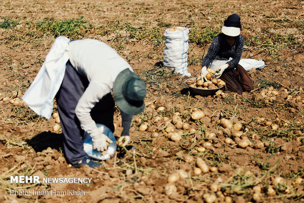 İran’da patates hasadı