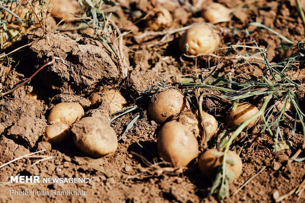 Potato harvest in Hamedan province