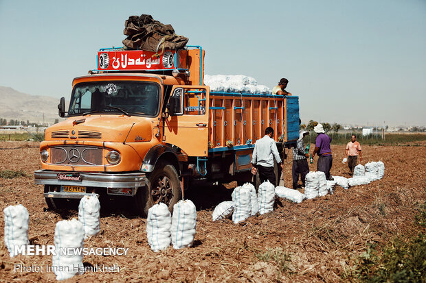 برداشت سیب زمینی از مزارع همدان