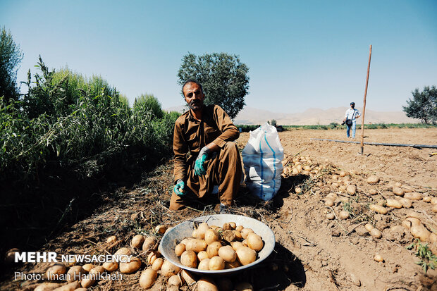 İran’da patates hasadı