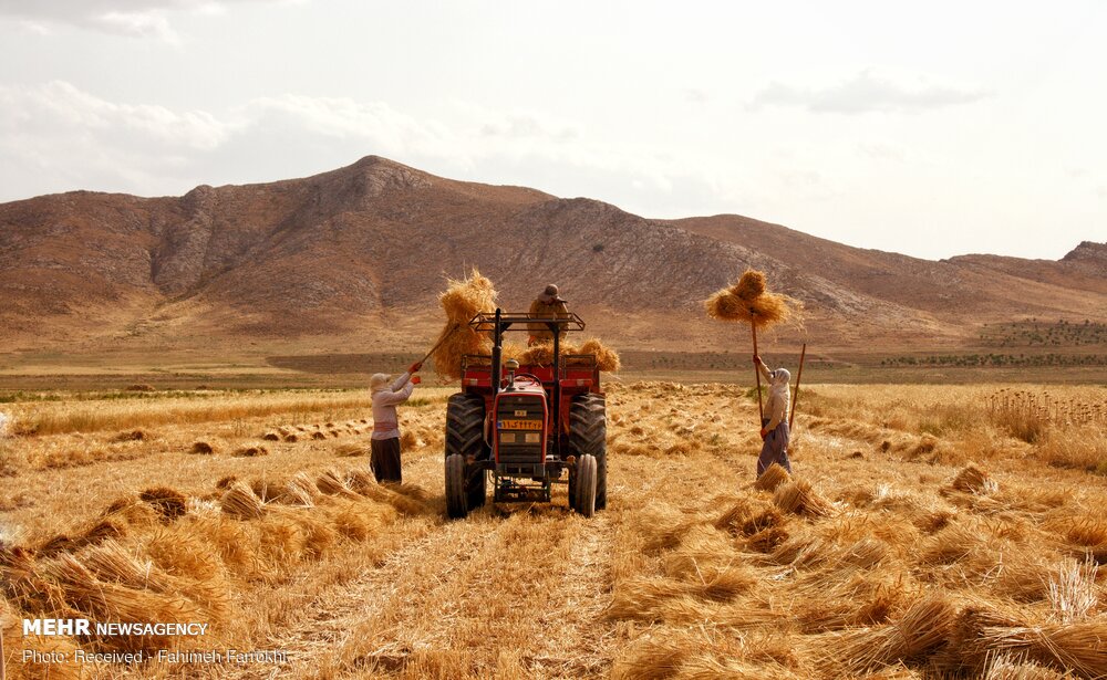 کشت قریب به ۶ میلیون هکتار گندم در کشور هدف گذاری شده است