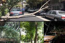 وقوع ۲۶۷مورد شکستگی و سقوط درخت در طوفان شب گذشته در بندرعباس