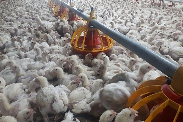 کشف ادوات کشاورزی احتکارشده در اسدآباد/۲۳۰۰ قطعه مرغ قاچاق کشف شد