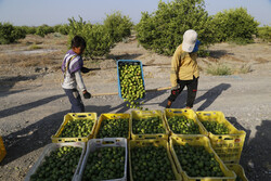 باغداران لیموکار توکهورهشتبندی در آستانه ورشکستگی قرار دارند