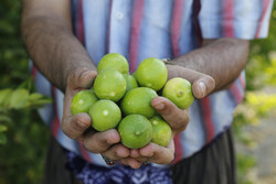 «ماژین» قطب تولید لیموترش در ایلام/پیش بینی برداشت ۱۰۰ تن لیمو