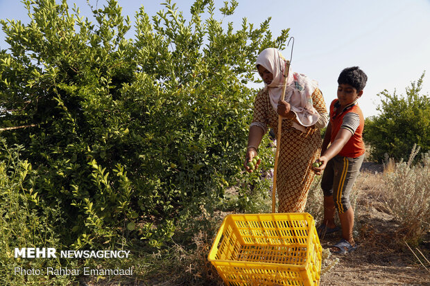 Lemon harvest in S Iran