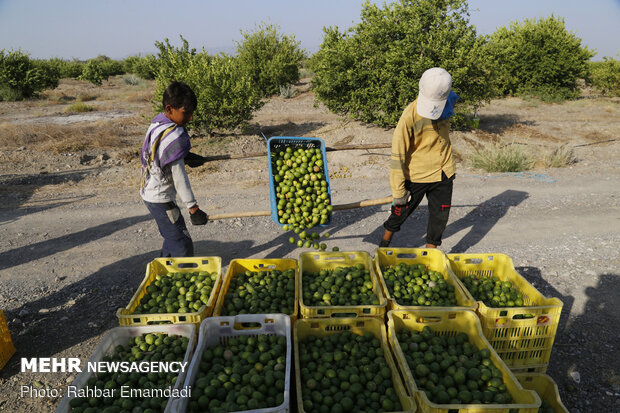 Lemon harvest in S Iran