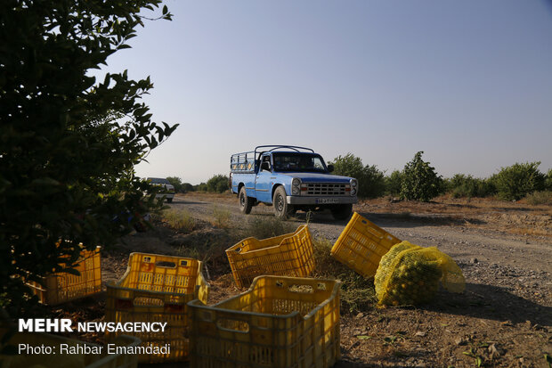 Lemon harvest in S Iran