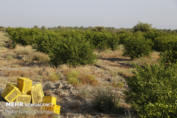 Lemon harvest in S Iran