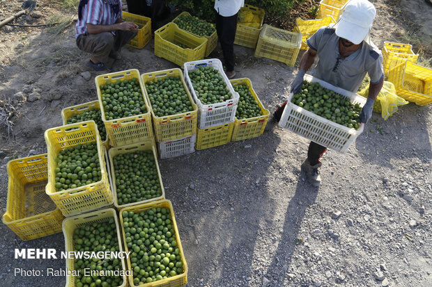 Lemon harvest in S Iran