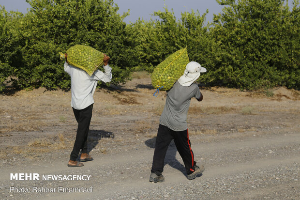 Lemon harvest in S Iran