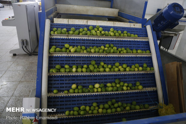 Lemon harvest in S Iran