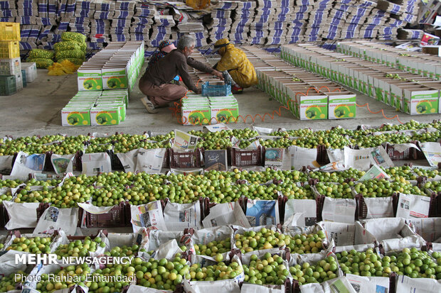 Lemon harvest in S Iran