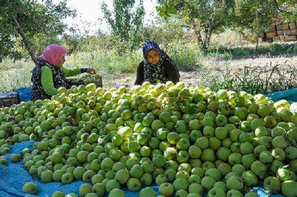 تولید سالانه هزار تن سیب درختی در باغات شهرستان جاجرم
