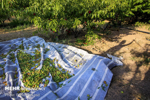 Almond Harvest in western Iran