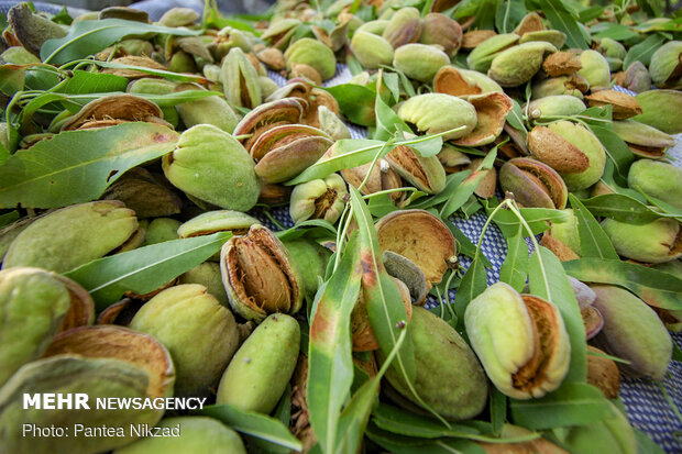 Almond Harvest in western Iran