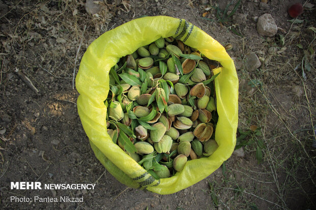 Almond Harvest in western Iran