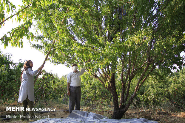 Almond Harvest in western Iran