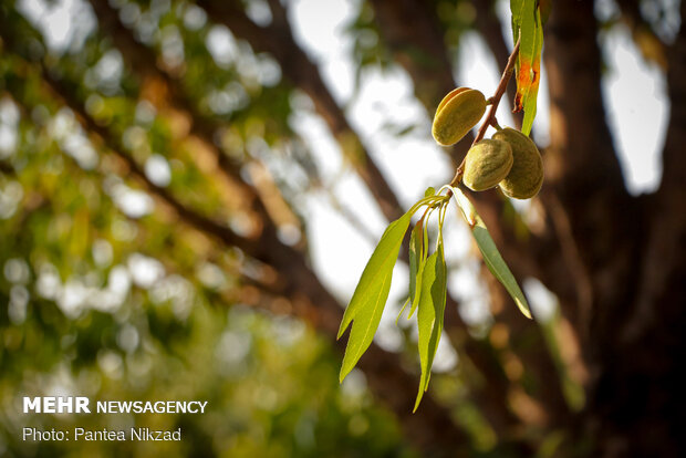 Almond Harvest in western Iran