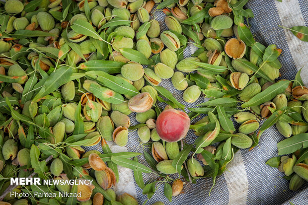 Almond Harvest in western Iran