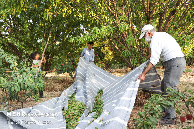 Almond Harvest in western Iran