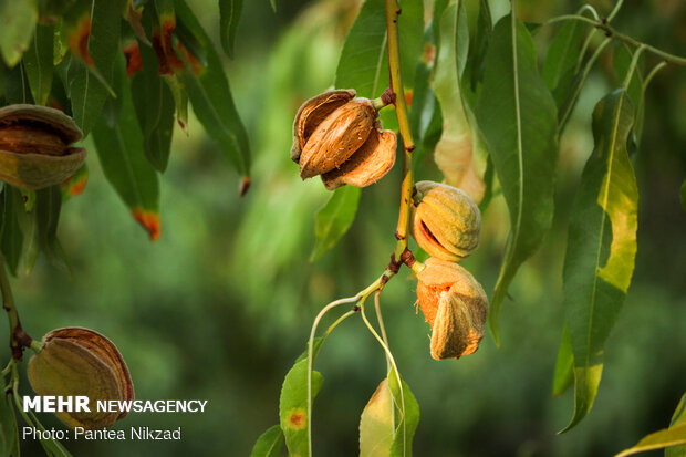 Almond Harvest in western Iran