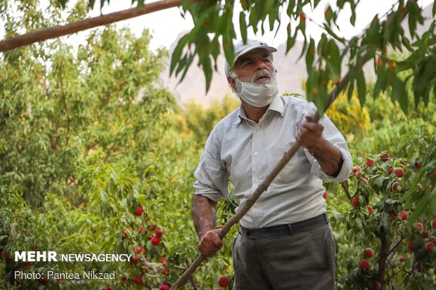 Almond Harvest in western Iran